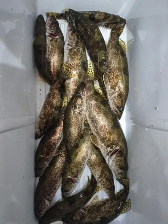 5월 쏘가리 금어기 시작 전국 금지 기간 완벽 정리와 낚시 규정_6