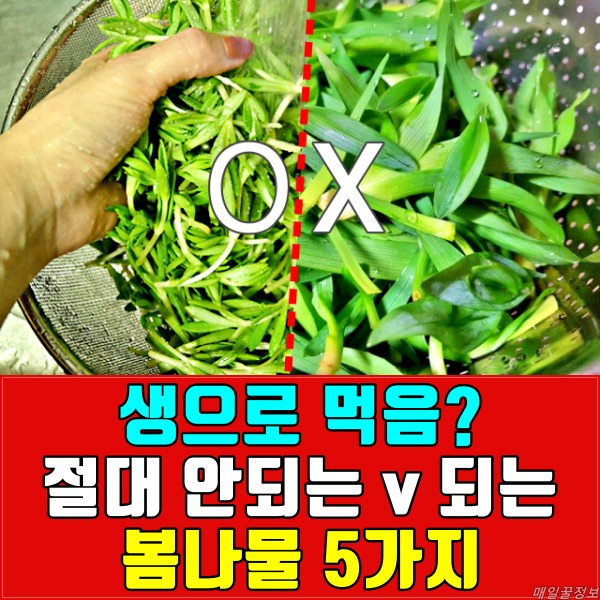 생으로 먹으면 안되는 봄나물,냉이 두릅 고사리 다래순 원추리