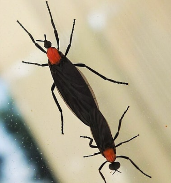 러브버그-퇴치방법-사진