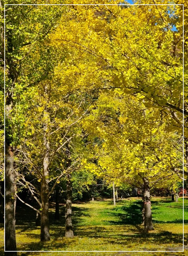 홍천 가볼만한곳 베스트10 홍천 은행나무숲