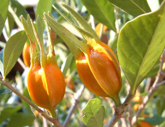 치자는 식이섬유가 풍부