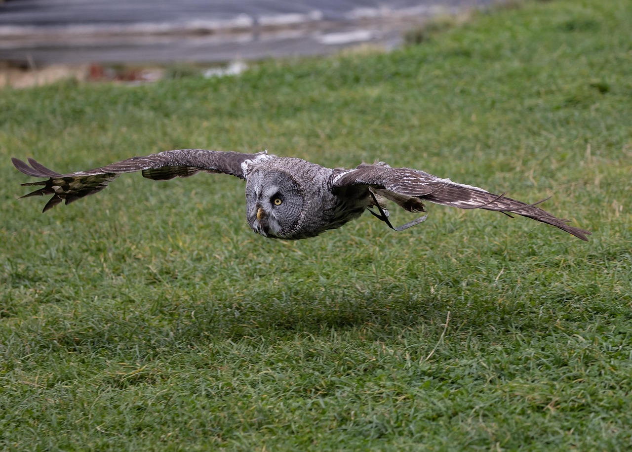 그레이트 그레이 올(Great Grey Owl)- 회색 올빼미가 지면을 스치듯 낮게 활공 비행하는 모습.