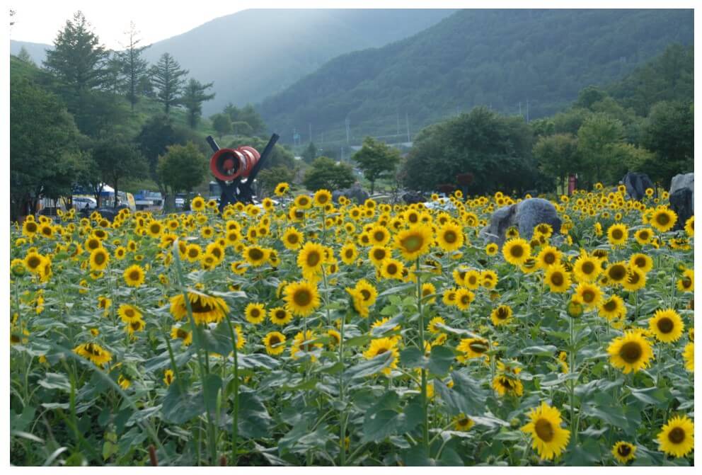 태백해바라기축제