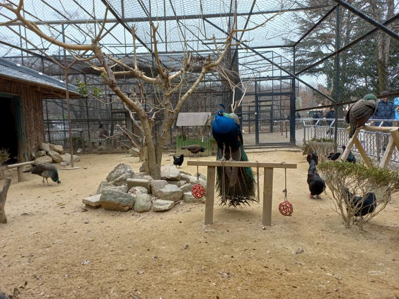 전주동물원 공작새