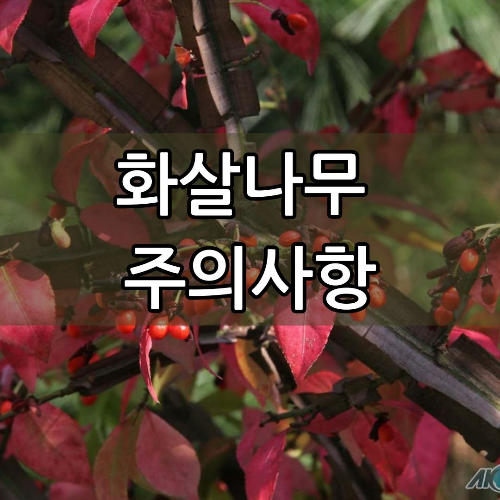 화살나무 효능