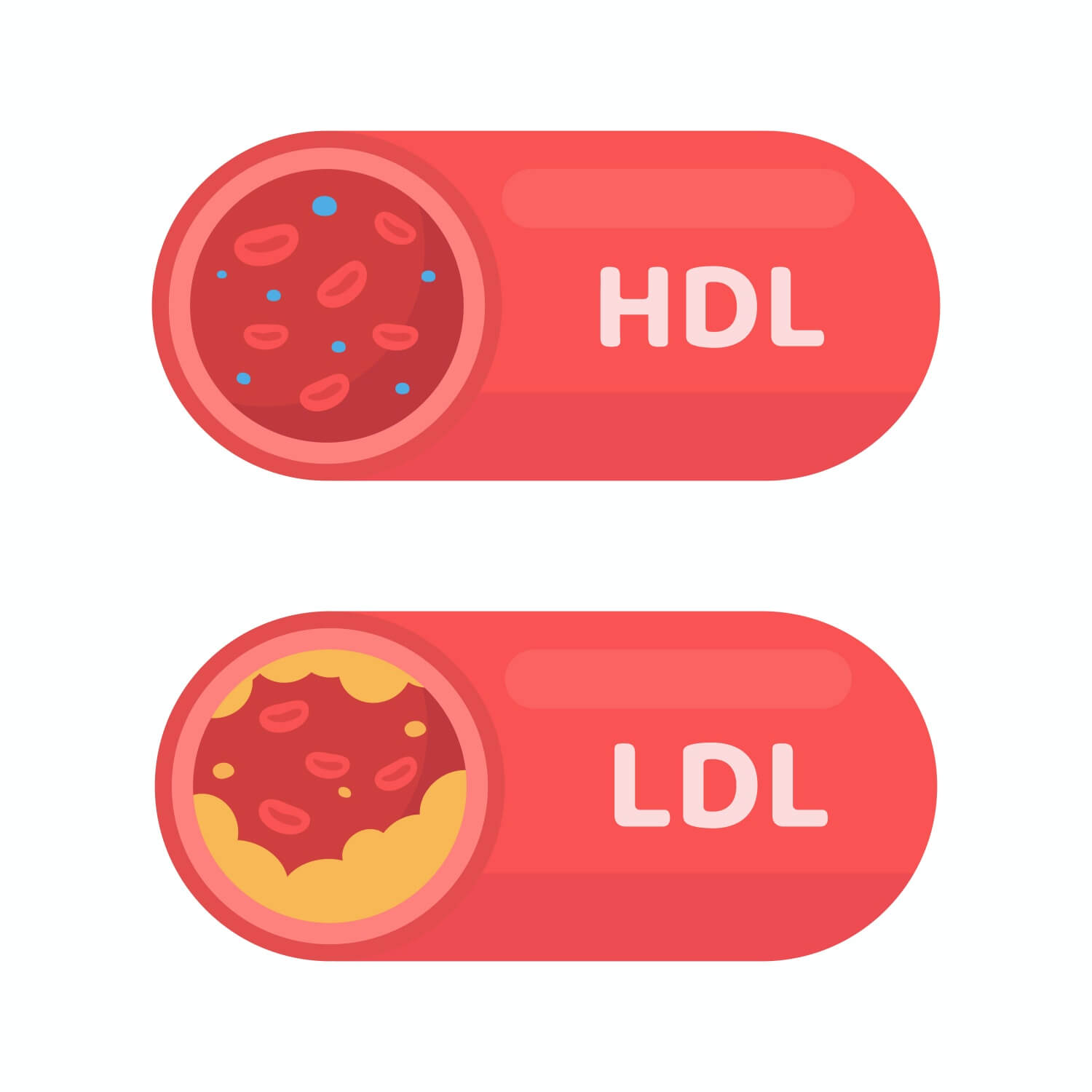 LDL과-달리-혈관을-건강하게-만드는-HDL콜레스테롤
