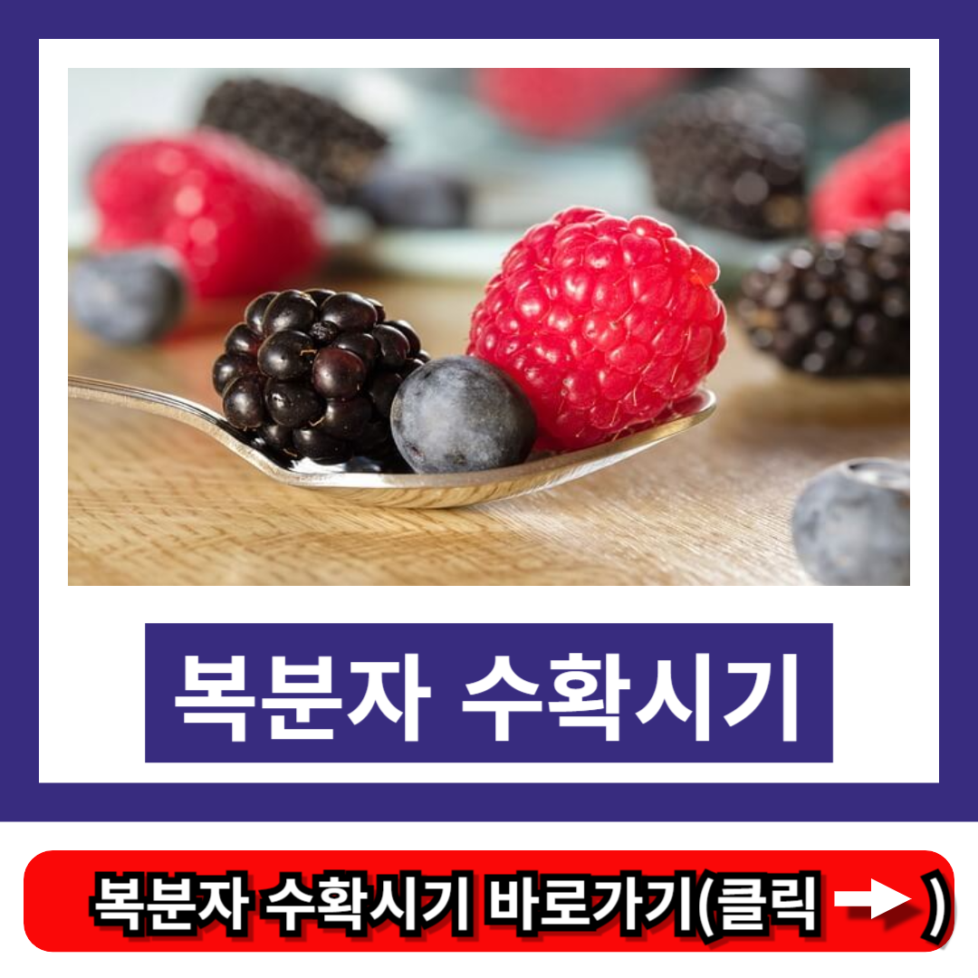 복분자 수확시기