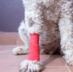 강아지 슬개골 탈구 증상, 수술 비용과 예방까지 한 번에 정리