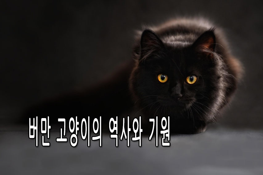 버만 고양이의 역사와 기원, 신비로운 시작을 찾아서