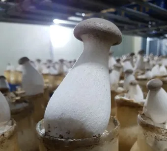 새송이버섯 재배 톱밥 배지 균사 배양 수확 요령_29