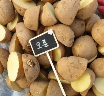 감자 재배 달력 파종 북주기 역병 관리 수확 및 저장_14