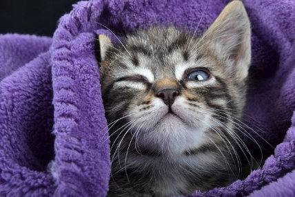 눈이 부실 것 같은 새끼 고양이.