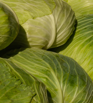 양배추 효능과 부작용 칼로리