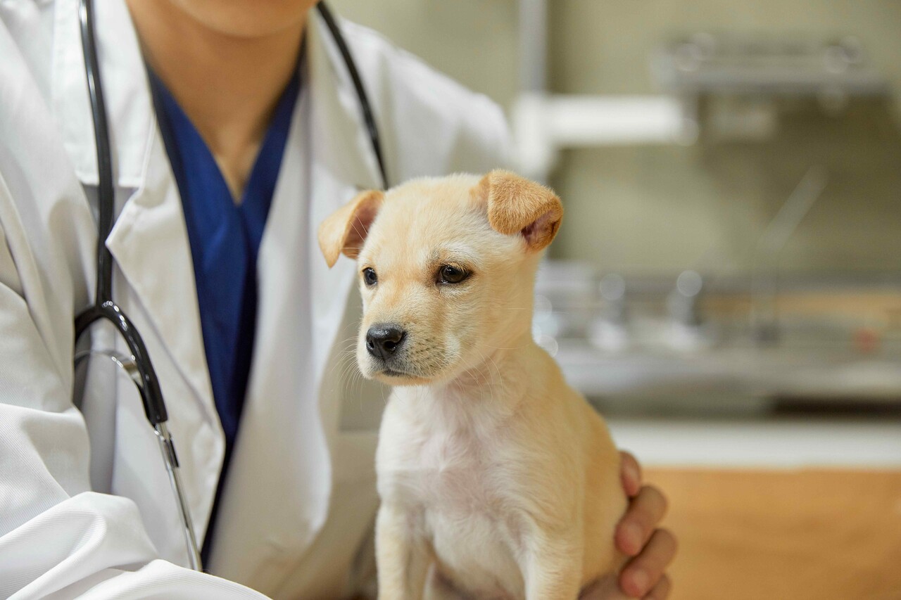 펫보험 비교 추천 총정리