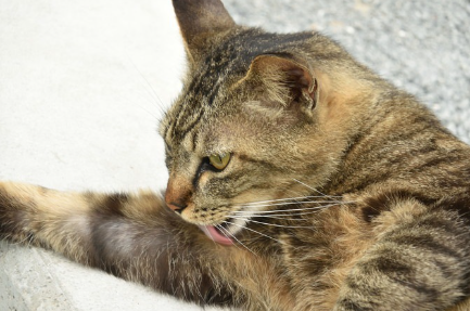 털을 기르는 고양이.
