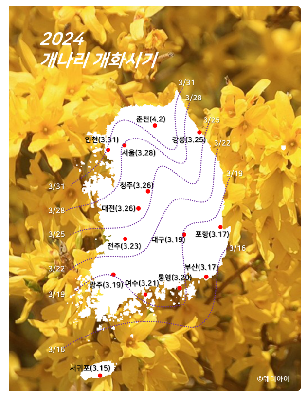2024-개나리-개화시기