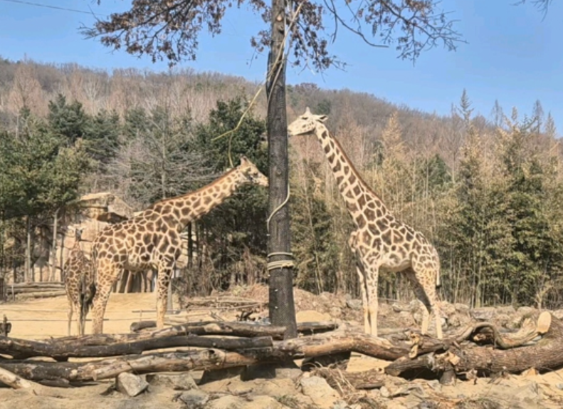 🐾 에버랜드 리버 트레일 어드벤처 솔직 후기! 도보로 걷는 신개념 사파리 체험 ✨