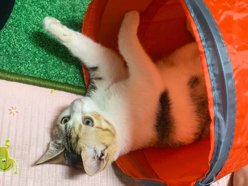 귀염둥이