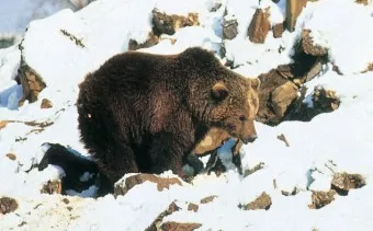 우수리 불곰 특징 성격 서식지_15