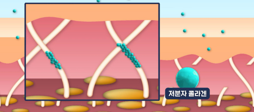 저분자 콜라겐 펩타이드