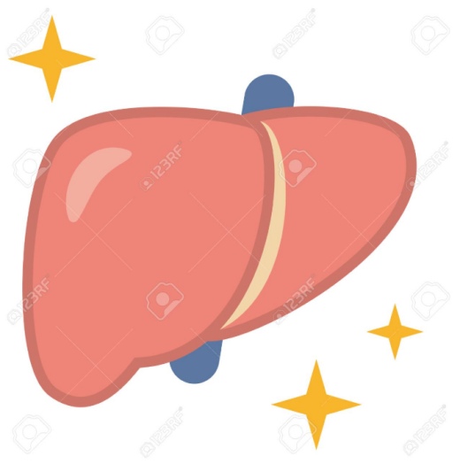 간이 스스로 회복되는 과정과 시간