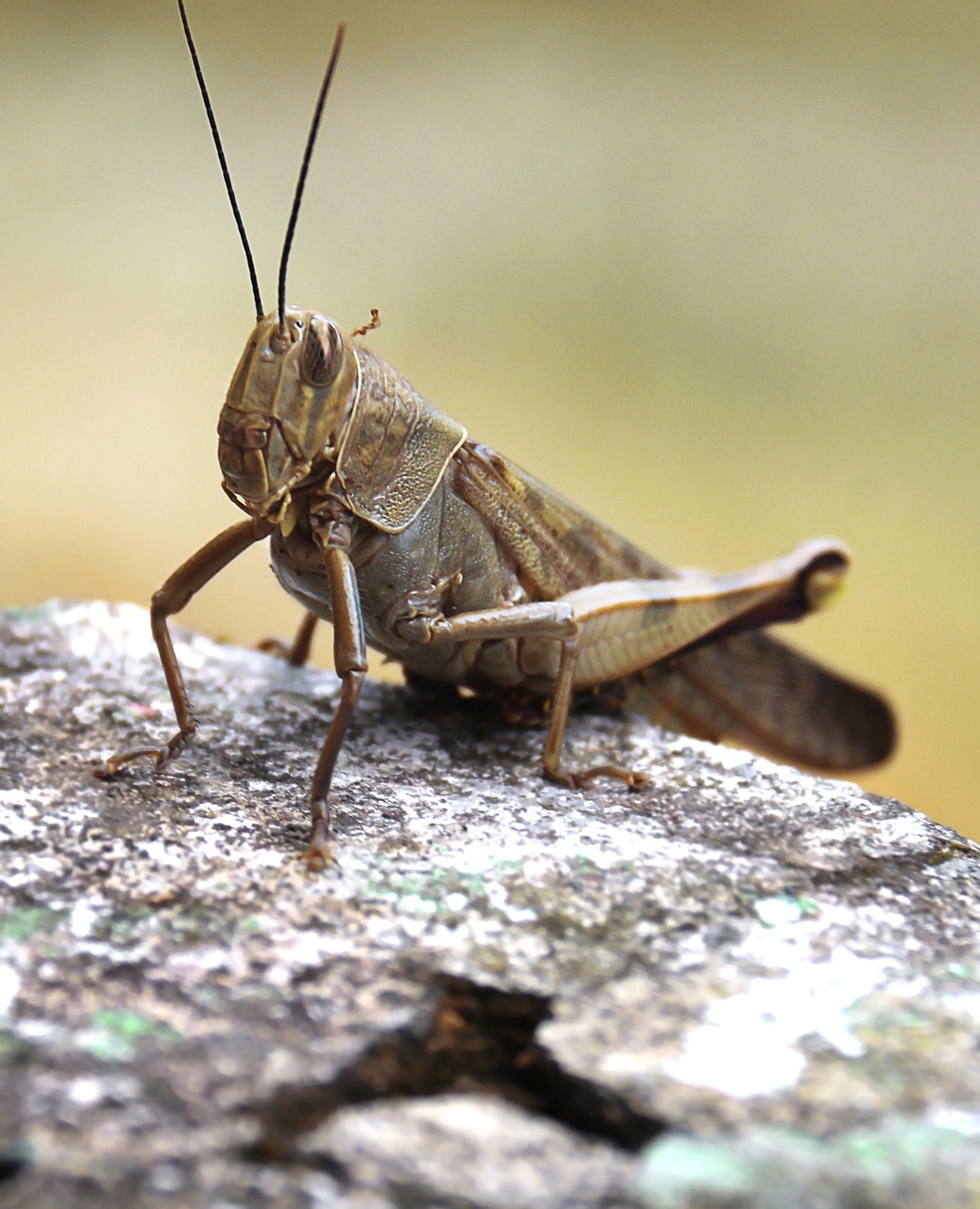 🦗 귀뚜라미는 어떻게 울까? 밤의 연주자 귀뚜라미의 모든 것