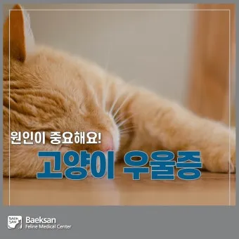 고양이 우울증과 무기력증 증상_12