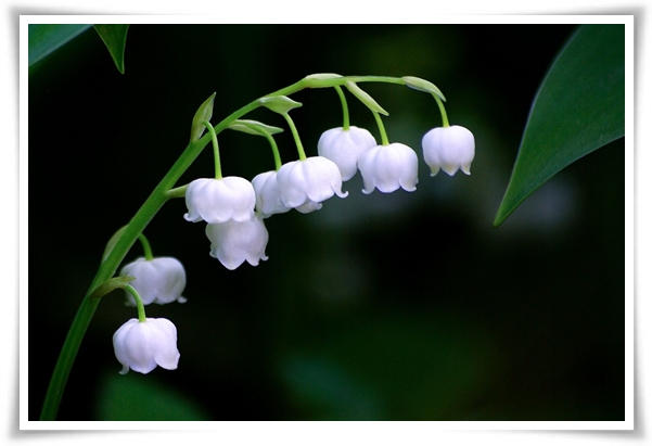 "은방울 꽃" 자연의 아름다움과 신비를 담은 작은 보석!