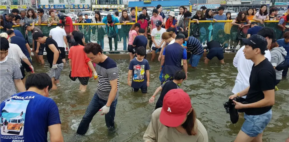 맨손 대하 체험하는 사람들 1