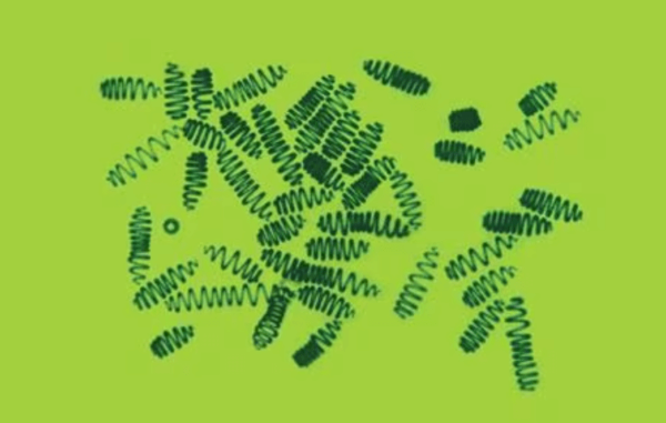 스피루리나의 부작용