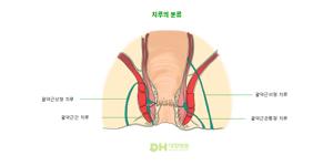 항문 괄약근