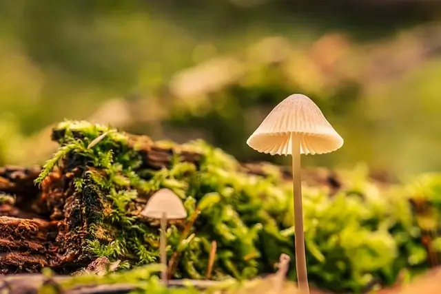 뇌 회복력을 위한 디지털 디톡스의 신경학적 효과