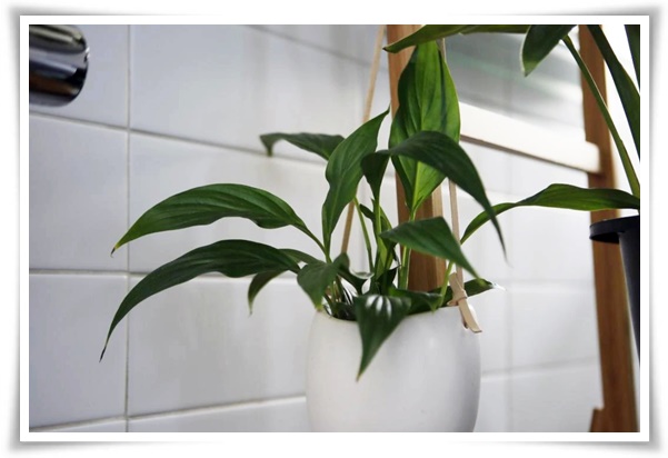 화초 &quot;리시안셔스&quot; 장미인 듯 장미 아닌 변치 않는 사랑의 꽃!