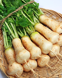 알타리심는시기 가을 김장 총각무 중부 남부 지방 재배 방법 수확 시기 총정리 3