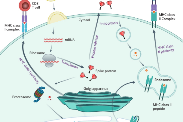 mRNA
