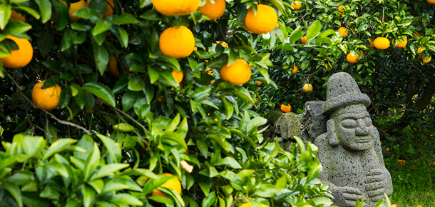 제주감귤박람회