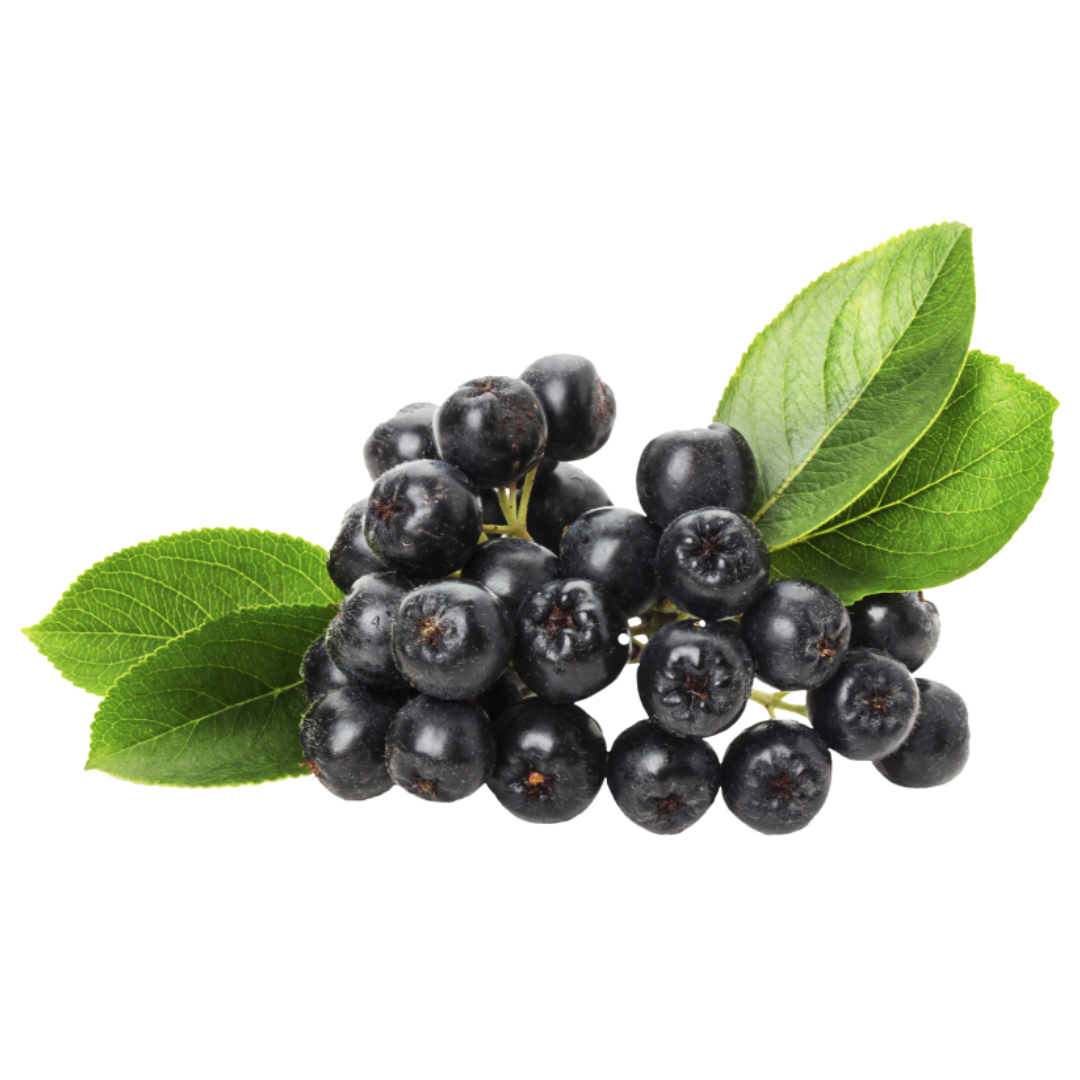 아로니아와 관련된 사진입니다.