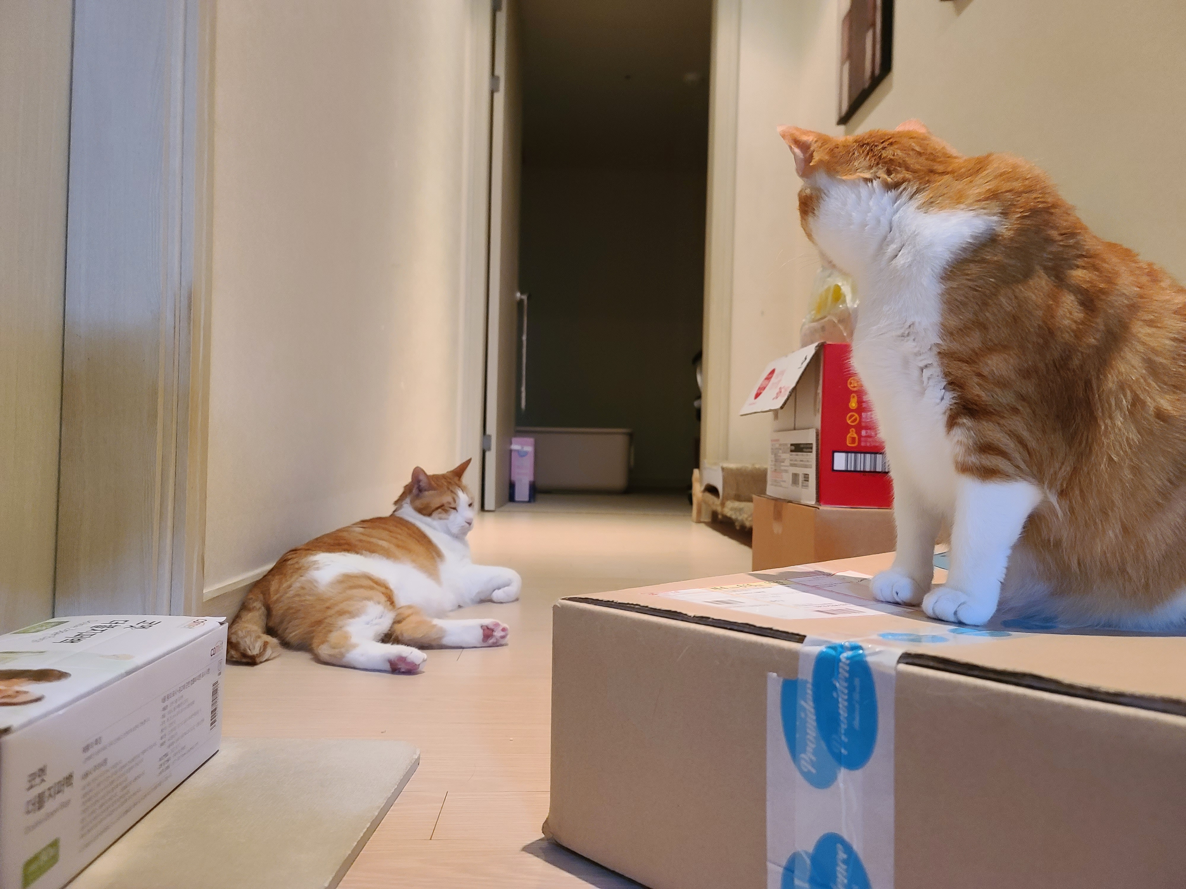 사료 소분 방해하는 고양이들.(feat. 파미나 사료)