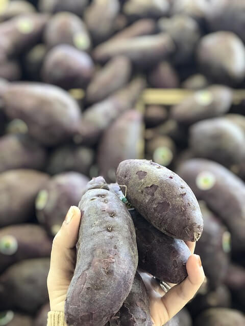 고구마 수확시기