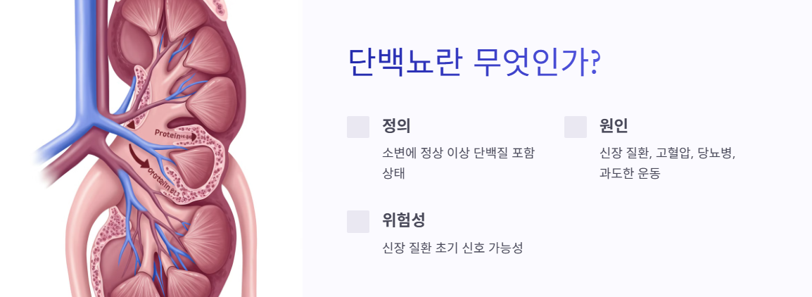 단백뇨 정의, 원인 및 위험성 설명