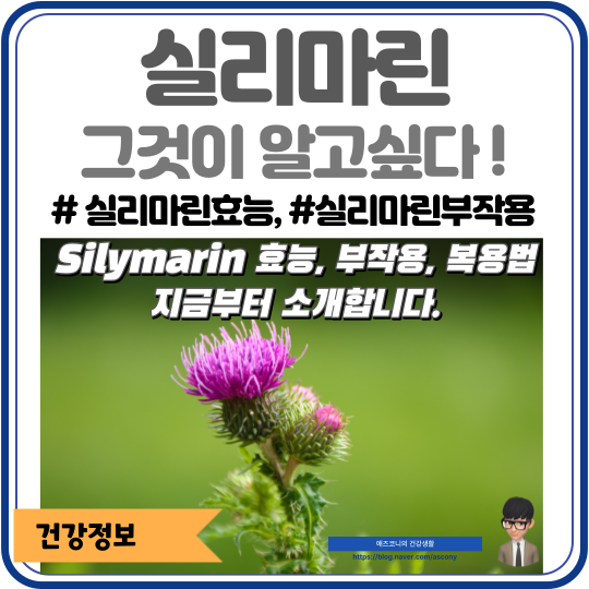 실리마린의 주요 효능