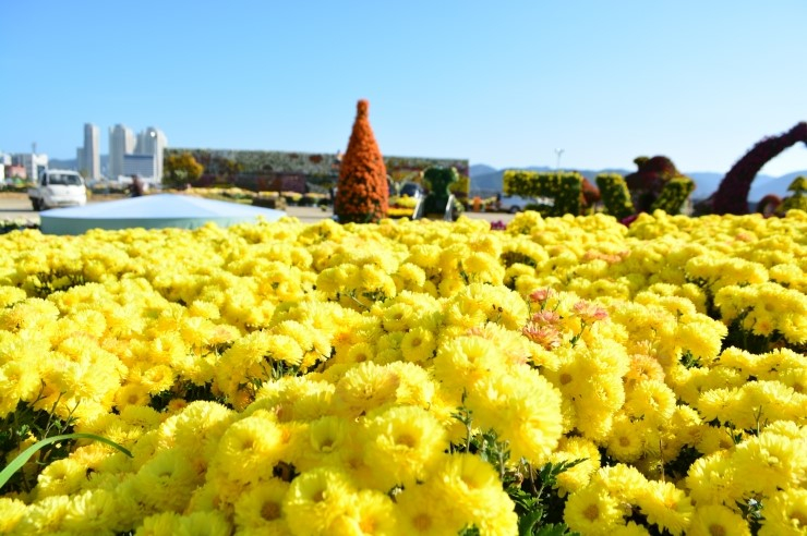 마산국화축제