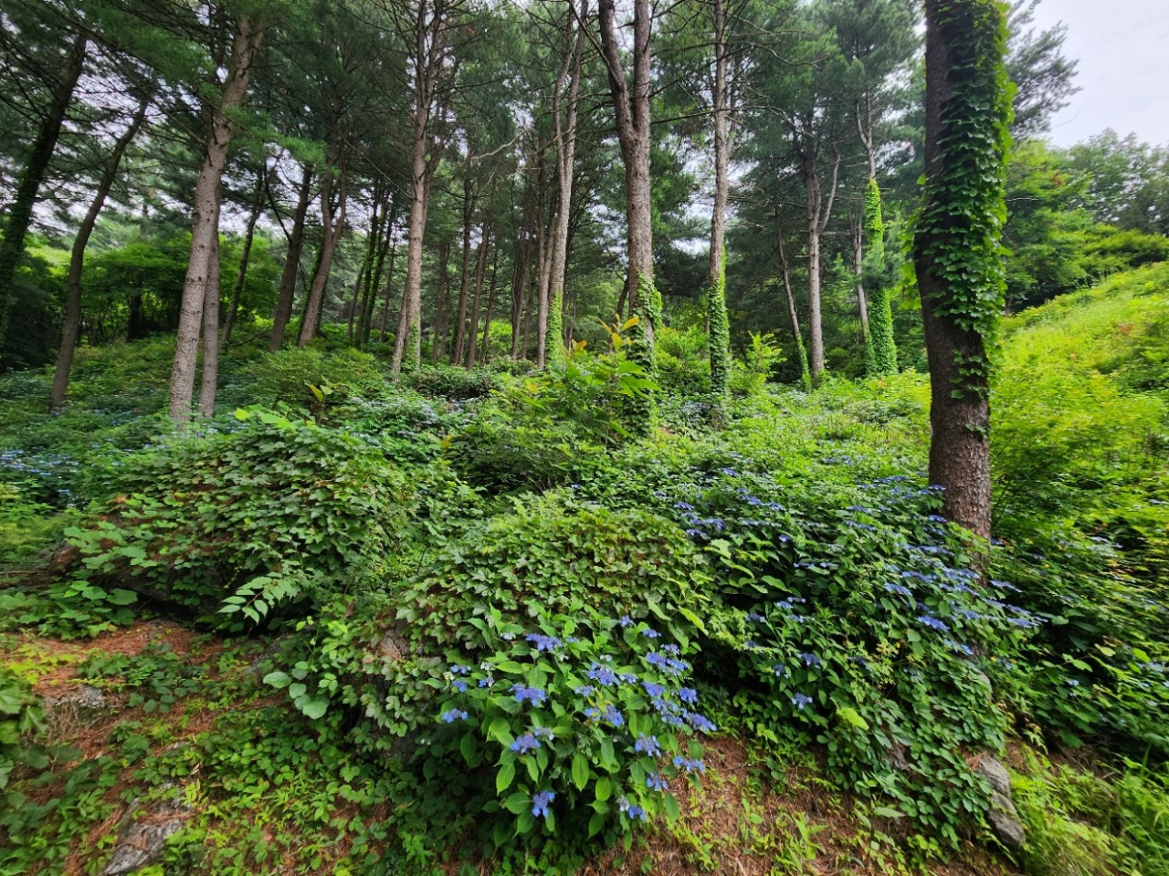 축령산자연휴양림
