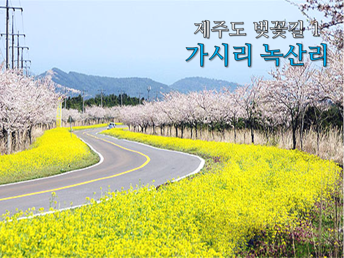 제주 벚꽃길