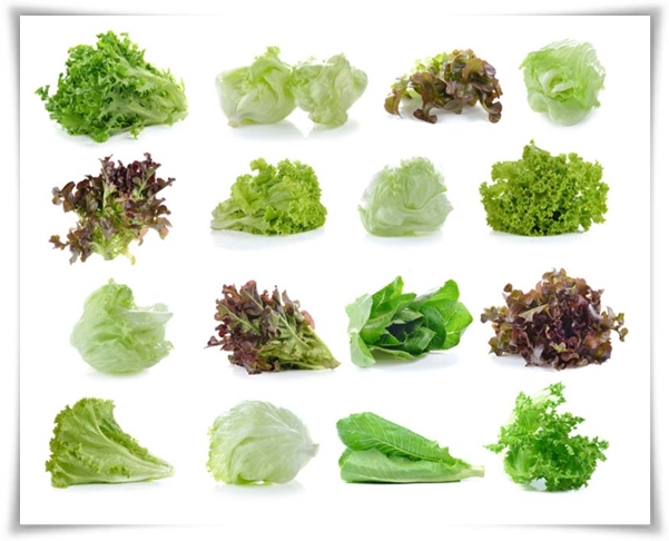 텃밭관리 &quot;3월에 심기 좋은 작물&quot; 감자 당근 상추 시금치 대파 비트 완두콩 ...