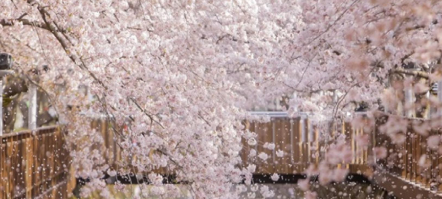 진해군항제 벚꽃 축제