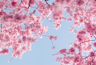 벚꽃 개화 시기 2025&amp;#44; 축제-1