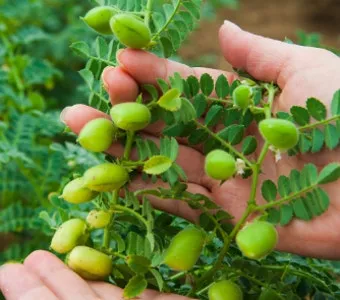 병아리콩 재배 따뜻한 흙 파종 관리 물 절약_33