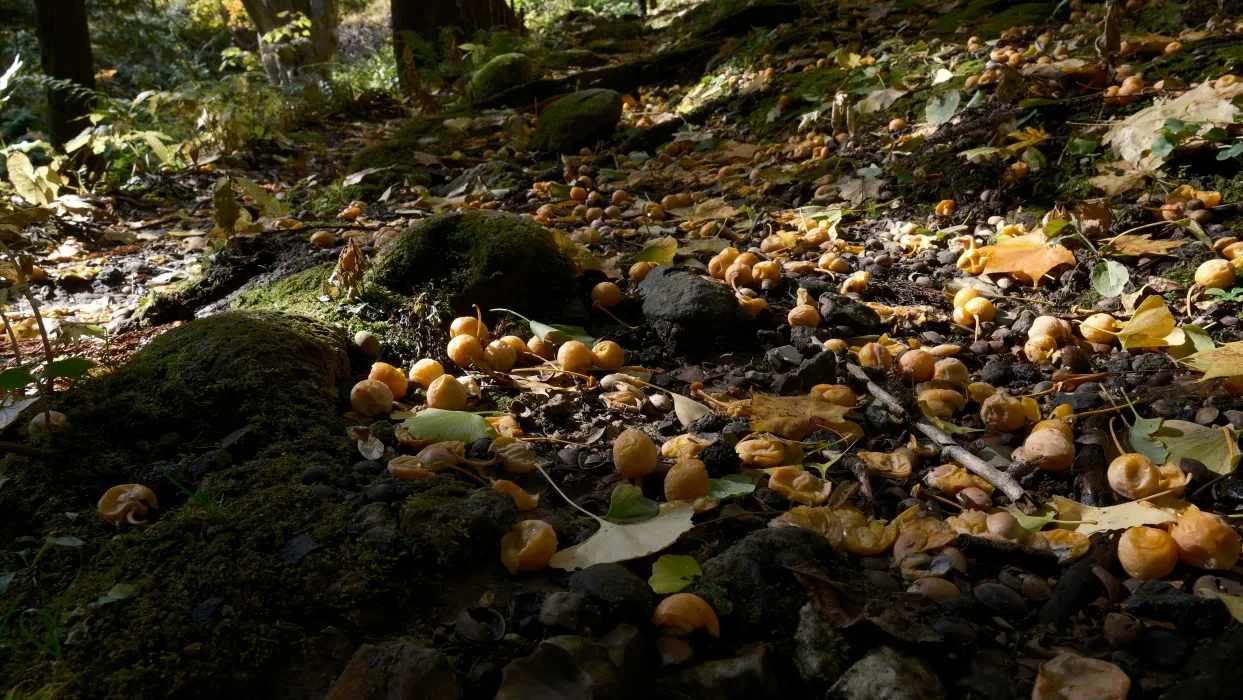 바닥에-떨어진-은행