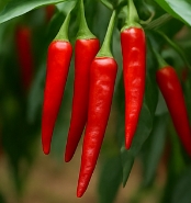 고추가루 보관하는법